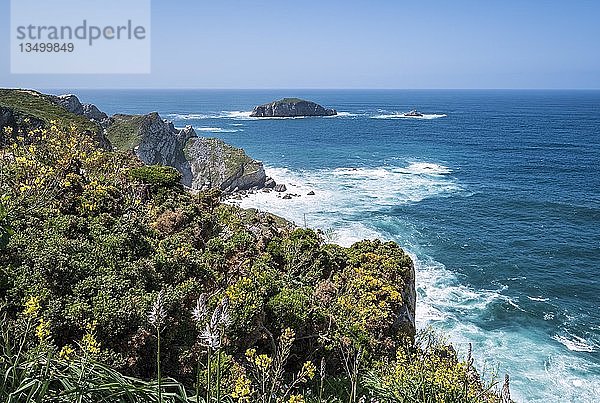 Blumenbedeckte Steilküste am Kap Cabo Peñas  Gozón  Costa Verde  Asturien  Spanien  Europa