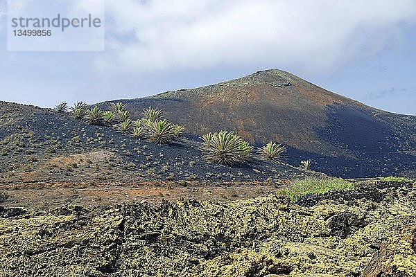 Kanarische Dattelpalme (Phoenix canariensis) auf dem vulkanischen Berg Montana Ortiz  mit Lava  Mancha Blanca  Lanzarote  Kanarische Inseln  Spanien  Europa