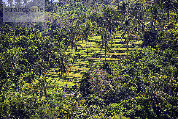 Reisfelder und Reisterrassen  Munduk  Zentralbali  Bali  Indonesien  Asien