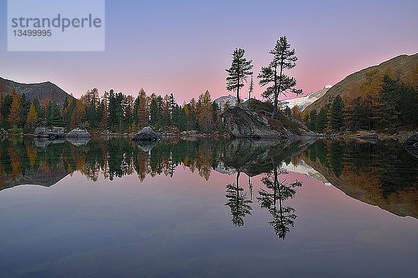 Lärchenwald spiegelt sich im Lago di Saoseo  Blaue Stunde  Val di Campo  Kanton GraubÃ¼nden  Schweiz  Europa