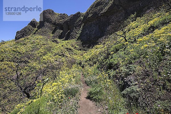 Weg durch blühende Vegetation  gelb blühender Riesenfenchel (Ferula communis)  Barranco de la Mina  bei Las Lagunetas  Gran Canaria  Kanarische Inseln  Spanien  Europa