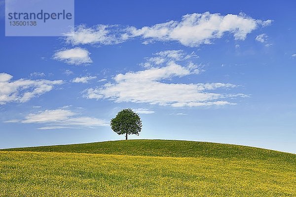 Einzelner Baum  Linde (Tilia)  auf einem Hügel  vor einem blühenden Feld mit Hahnenfuß (Ranunculus sp.)  Neuheim  Kanton Zug  Schweiz  Europa