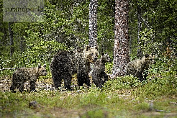 Europäischer Braunbär (Ursus arctos arctos) im Wald  Muttertier mit drei Jungtieren  Suomussalmi  Kainuu  Finnland  Europa