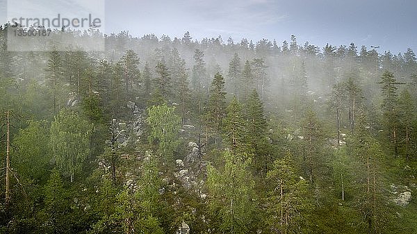 Drohnenaufnahme  Nebel in borealem  arktischem Wald  Koniferen  Laubbäume  Salla  Lappi  Finnland  Europa