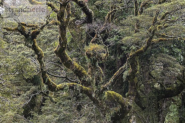 Neuseeländischer Regenwald  dichte moosbewachsene Äste  Fiordland National Park  Southland  Neuseeland  Ozeanien