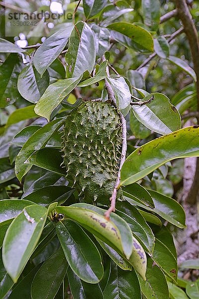 Soursop (Annona muricata) Frucht  Heilpflanze  Insel MahÃ©  Seychellen  Afrika