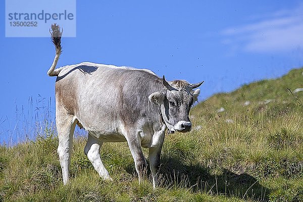 Tiroler Grauvieh  Kuh auf der Alm  Rofangebirge  Tirol  Österreich  Europa