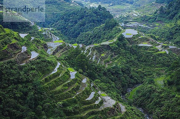 Reisterrassen von Banaue  Nord-Luzon  Philippinen  Asien