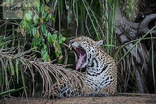 Jaguar (Panthera onca) gähnt  Böschung des Rio Negro  dichte Vegetation  Barranco Alto  Pantanal  Mato Grosso do Sul  Brasilien  Südamerika