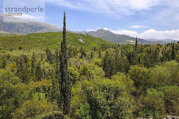 Wald mit Zypressen an der Küste zwischen Dhërmi und Himara  Himarë  Albanische Riviera  Ionisches Meer  Qark Vlora  Albanien  Europa