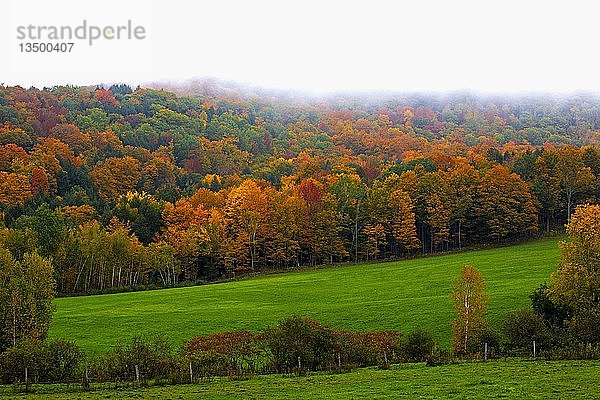 Bunte Bäume und Wiese im Herbst  Quebec  Kanada  Nordamerika