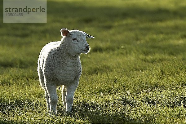 Schaf (Ovis)  Lamm  stehend auf einer Wiese  Texel  Nordholland  Niederlande