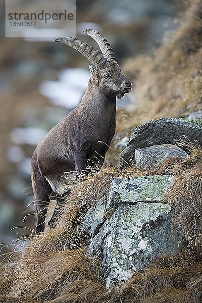 Alpensteinbock (Capra ibex)  Stubaital  Tirol  Österreich  Europa