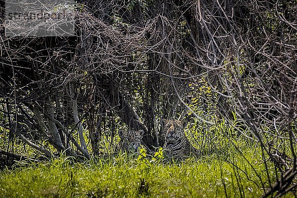 Zwei Jaguare (Panthera onca) versteckt in dichter Vegetation im Gebüsch  Barranco Alto  Pantanal  Mato Grosso do Sul  Brasilien  Südamerika