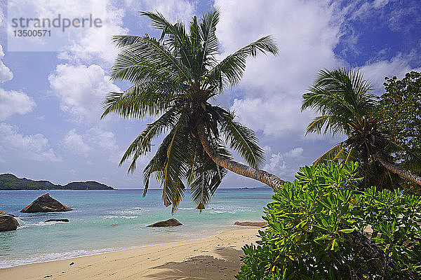 Palmen am Strand Anse Boudin  Insel Praslin  Seychellen  Afrika