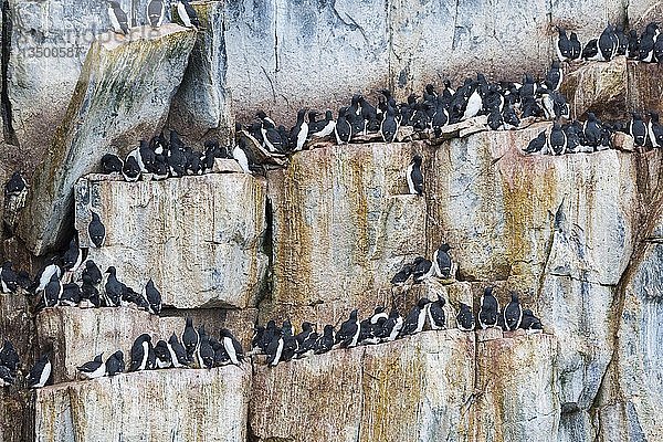 Dickschnabelmuränen (Uria lomvia)  Kolonie  Vogelfelsen Alkefjellet  Hinlopenstraße  Insel Spitzbergen  Svalbard-Archipel  Norwegen  Europa