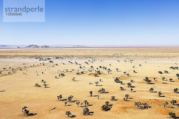 Luftaufnahme  Tsondab-Tal mit einzelnen Kameldornbäumen (Acacia erioloba) und Lodge  Namib-Wüste  Namib-Naukluft-Nationalpark  Namibia  Afrika