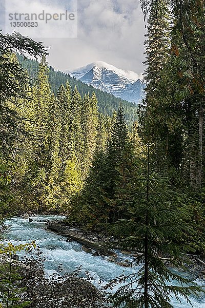 Robson River  wilder Fluss fließt durch Nadelwald  schneebedeckte Berge im Hintergrund  Mt. Robson  British Columbia  Kanada  Nordamerika