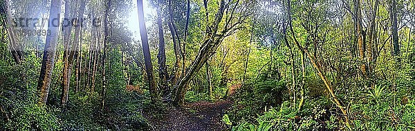 Regenwald  Kaka Point Scenic Reserve  The Catlins  Südinsel  Neuseeland  Ozeanien