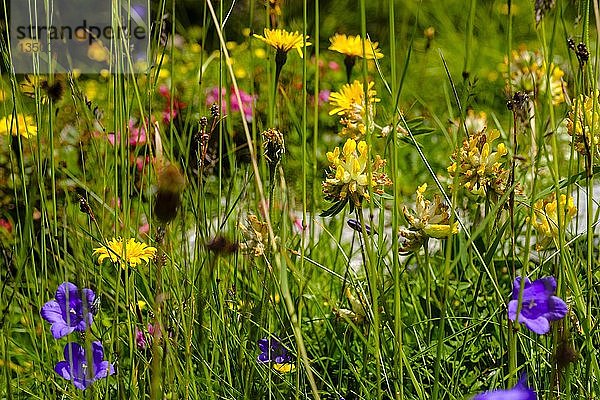 Alpenblumenwiese  Alpen-Nierwurz (Anthyllis vulneraria alpestris)  Glockenblume (Campanula)  Bayerische Alpen  Nationalpark Berchtesgaden  Bayern  Deutschland  Europa