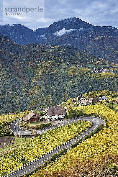 Serpentine mit Weinbergen im Herbst am Ritten  Bozen  Südtirol  Italien  Europa