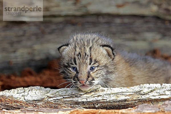 Bobcat (Lynx rufus)  Jungtier schaut aus dem Bau  Tierportrait  Pine County  Minnesota  USA  Nordamerika