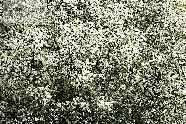 Weißblühende Traubenkirsche (Prunus padus)  Schwäbische Alb  Deutschland  Europa
