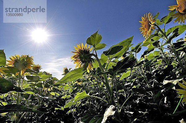 Sonnenblumen auf dem Weg zur Sonne  Departement Puy de Dome  Auvergne Rhône-Alpes  Frankreich  Europa
