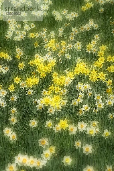 Narzissen (Narcissus) auf einer Wiese  Baden-WÃ¼rttemberg  Deutschland  Europa