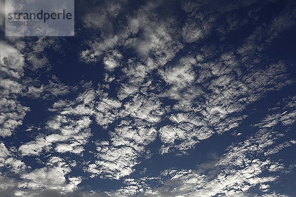 Federwolken im Herbst  Biosphärenreservat Mittlere Elbe  Dessau-Roßlau  Sachsen-Anhalt  Deutschland  Europa