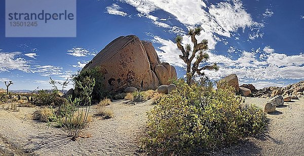 Riesige Granitfelsen der Split Rocks und grüne Mojave Yucca oder Spanish Dagger (Yucca schidigera)  Joshua Tree National Park  Desert Center  Kalifornien  USA  Nordamerika