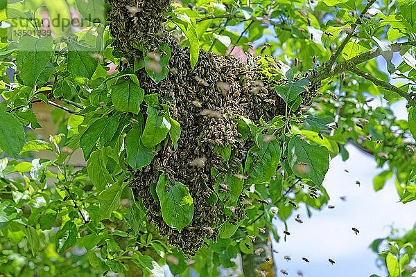 Neue Kolonie von Honigbienen (Apis mellifera) auf dem Stamm eines Apfelbaums