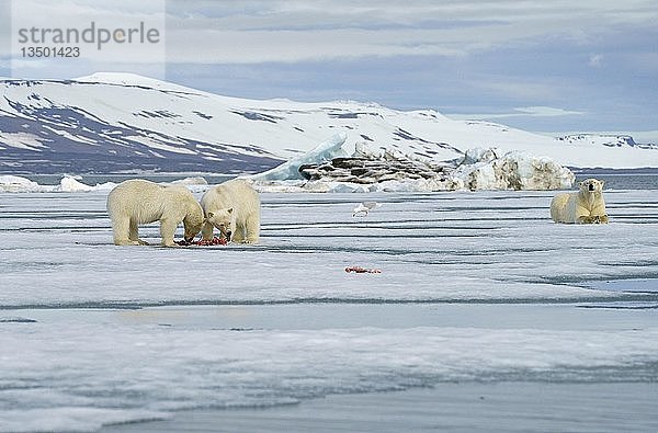 Eisbären (Ursus maritimus)  Jungtiere beim Fressen des Kadavers einer erbeuteten Robbe im Schnee  Muttertier im Rücken  Svalbard  Norwegische Arktis  Norwegen  Europa