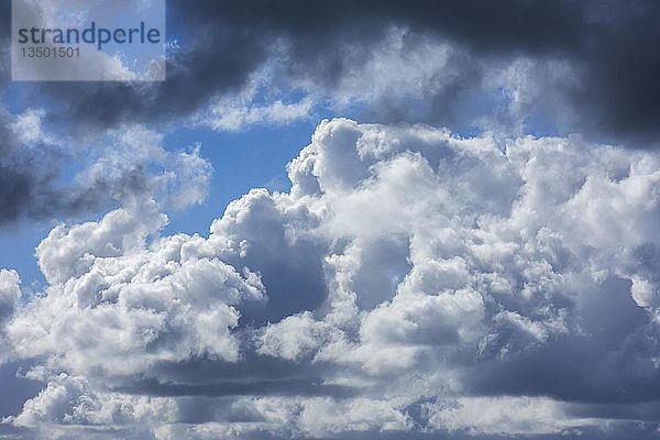 Cumuluswolken (Cumulus)  Deutschland  Europa