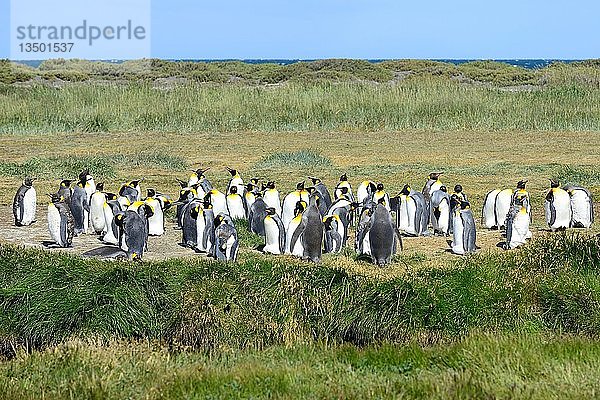 Königspinguine (Aptenodytes patagonicus)  Kolonie an der Bahia Inutil  Parque Pingüino Rey  Porvenir  Provinz Tierra del Fuego  Feuerland  Chile  Südamerika