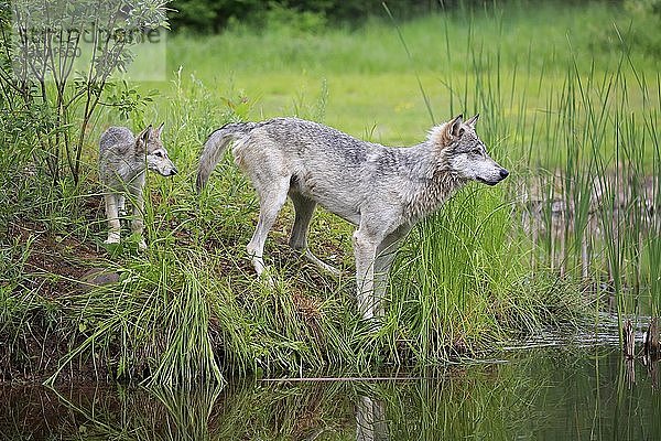 Graue Wölfe (Canis lupus)  Erwachsener mit Jungtier am Wasser  Pine County  Minnesota  USA  Nordamerika