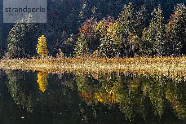 Wasserspiegelung  Herbstbaum am Schwansee  FÃ¼ssen  OstallgÃ¤u  Bayern  Deutschland  Europa