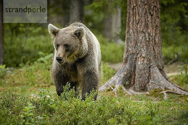 Europäischer Braunbär (Ursus arctos arctos) läuft im Wald  Suomussalmi  Kainuu  Finnland  Europa