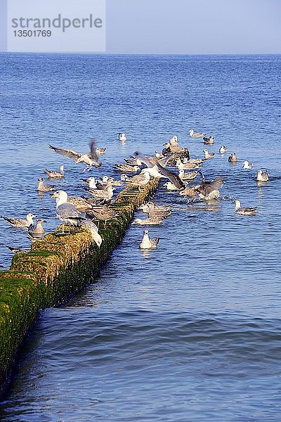 Mit Algen bewachsene Buhnen  Westerland  Sylt  Nordfriesische Inseln  Nordfriesland  Schleswig-Holstein  Deutschland  Europa