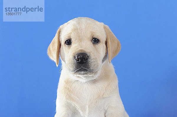 Labrador Retriever  gelb  Welpe 5 Wochen  Tierportrait  Österreich  Europa