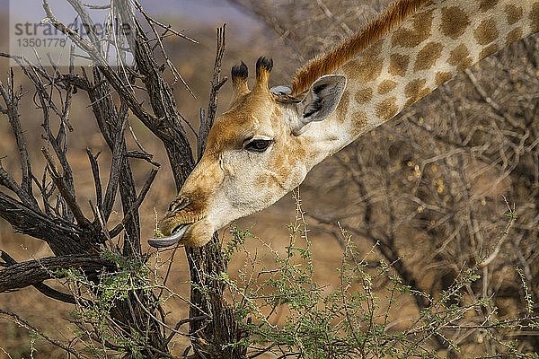 Angolanische Giraffe (Giraffa Giraffa angolensis)  frisst Akazie  Tierporträt  Erindi Game Reserve  Namibia  Afrika