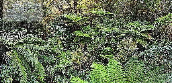 Baumfarne (Cyatheales)  Regenwald  Milford Sound  Fiordland National Park  Te Anau  Südinsel  Neuseeland  Ozeanien