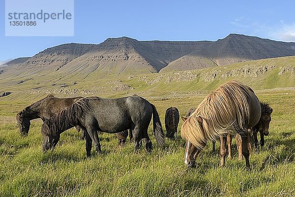 Islandpferde (Equus islandicus) grasen auf einer Weide  SauÃ°Ã¡rkrÃ³kur  Akrahreppur  NorÃ°urland vestra  Island  Europa