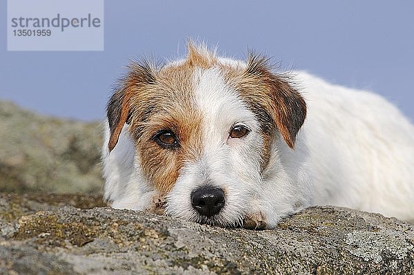 Jack Russell Terrier  braun-weiß  weiblich  liegt entspannt auf einem Felsen  Österreich  Europa