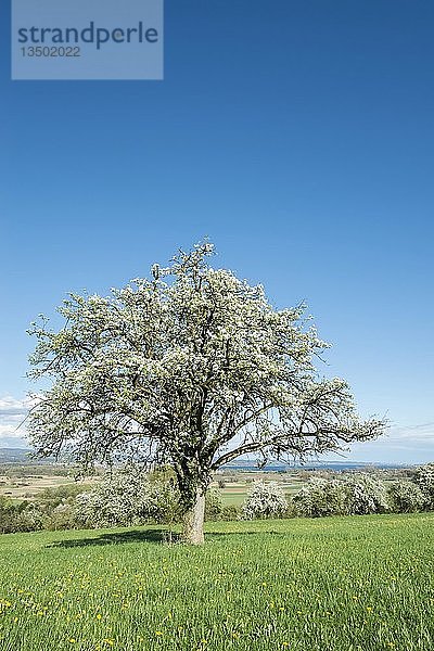 Alter Obstbaum in Blüte auf einer Wiese  Baden-WÃ¼rttemberg  Deutschland  Europa