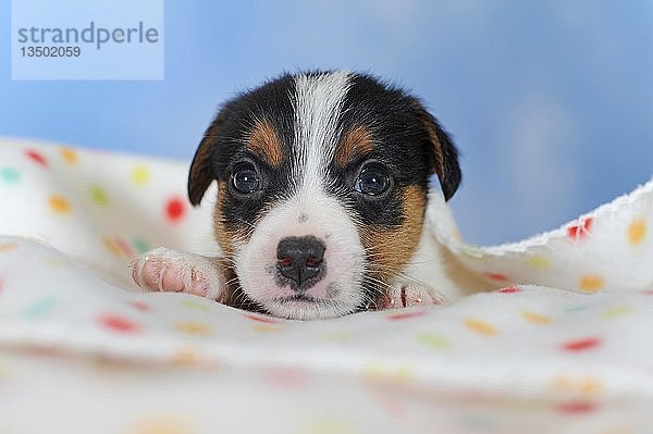 Jack Russell Terrier  tricolor  Welpe 5 Wochen  liegend auf getupfter Decke  Österreich  Europa