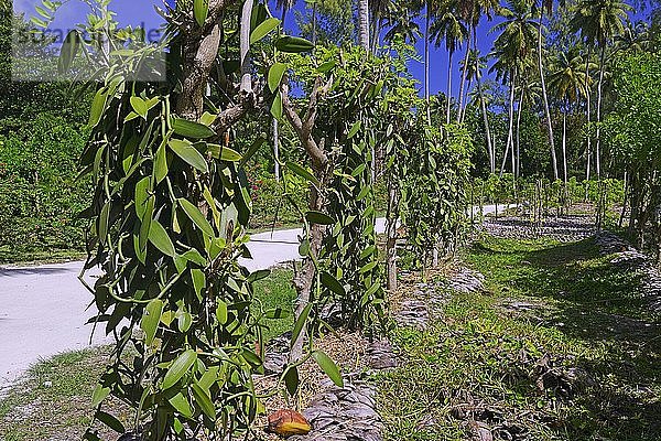 Flachblättrige Vanille  tahitianische Vanille oder westindische Vanille (Vanilla planifolia) auf einer Plantage  Insel La Digue  Seychellen  Afrika