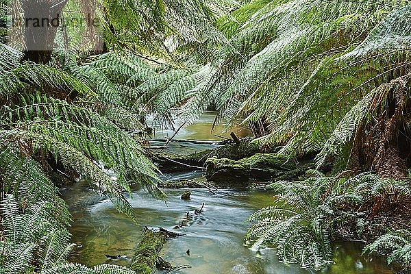 Bach durch den Regenwald  Great Otway National Park  Victoria  Australien  Ozeanien