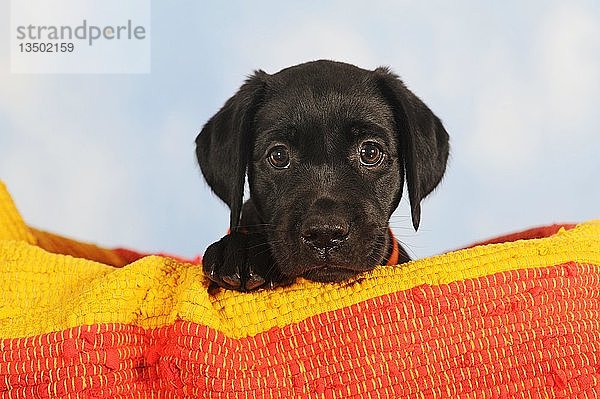 Labrador Retriever  schwarz  Welpe 7 Wochen  sitzt in orange-gelbem Körbchen  Tierportrait  Österreich  Europa