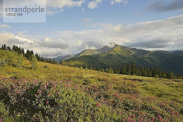 Naunzalm mit Rostblatt Rostblättrige Alpenrose (Rhododendron ferrugineum) in Blüte  hinter Gilfert und Sonntagsköpfl  Tuxer Voralpen  Tirol  Österreich  Europa